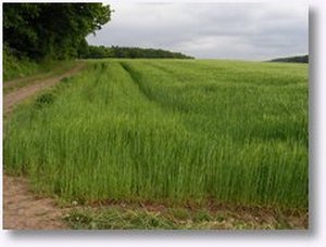 Dickershausen Steinbruch Planung