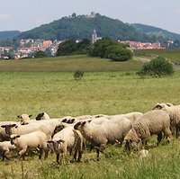 Schäferei