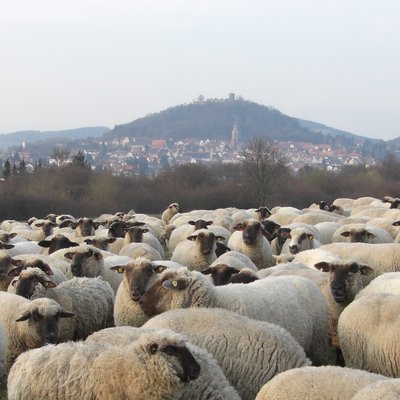 Homberg und Schafe