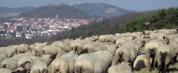 Schafe und Blick auf Homberg
