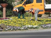 Blumenausriss auf Verkehtskreisel