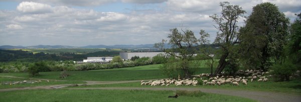 Die Herde im Hintergrund das Bettenwelt Lager