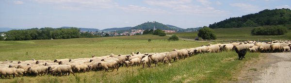 Schafe vor Homberg