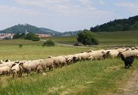 Schafherde vor Homberg