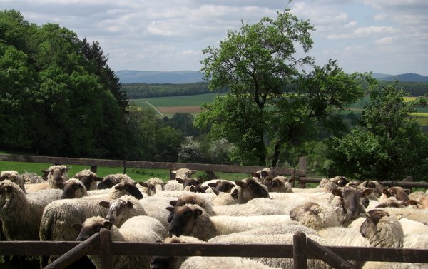 Ungeschorene Schafe warten