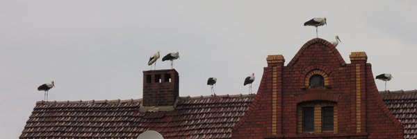 StÃ¶rche in Wernswig