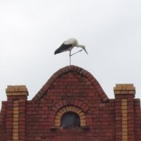 Storch